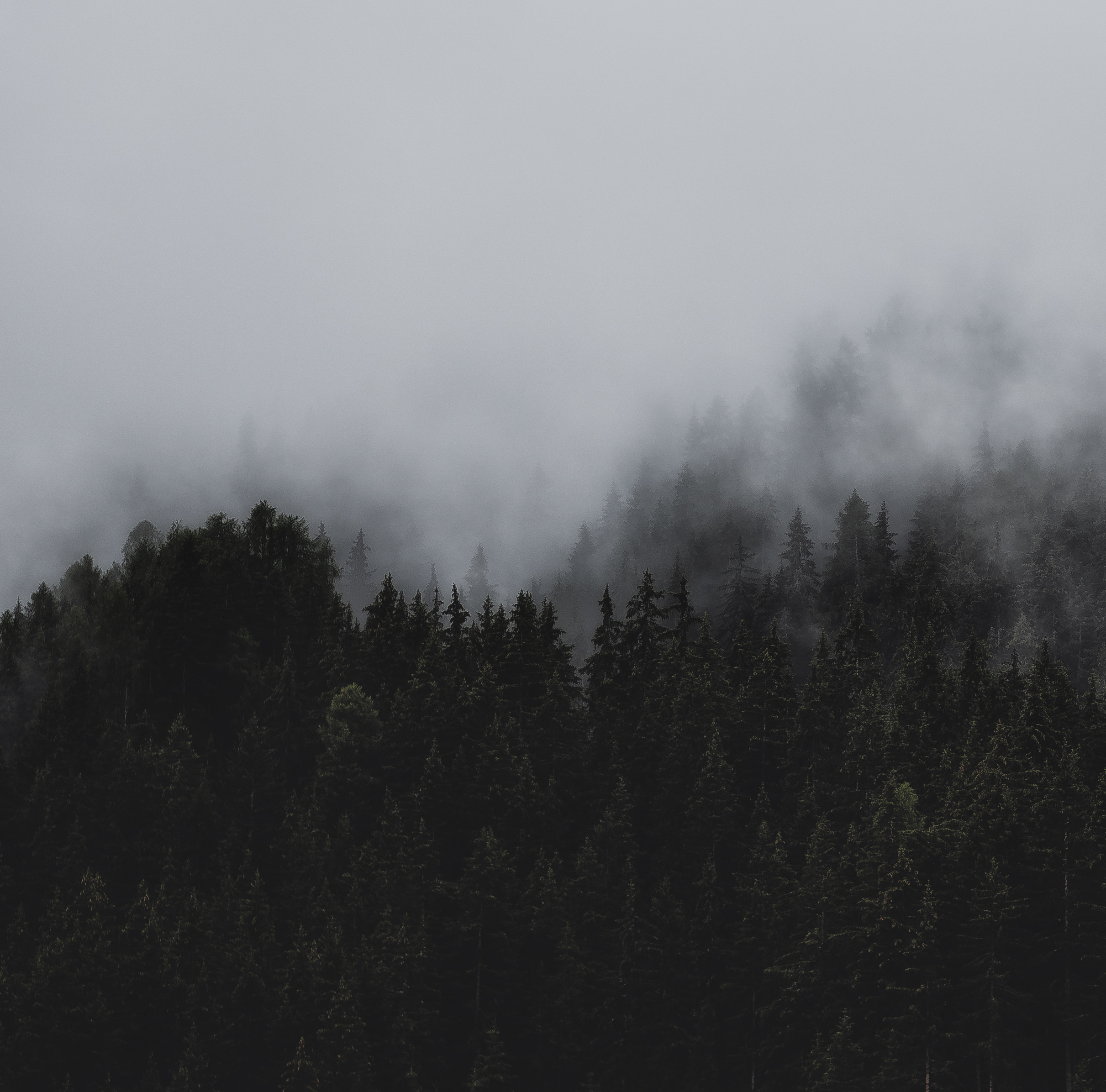 Picture of woods and fog
