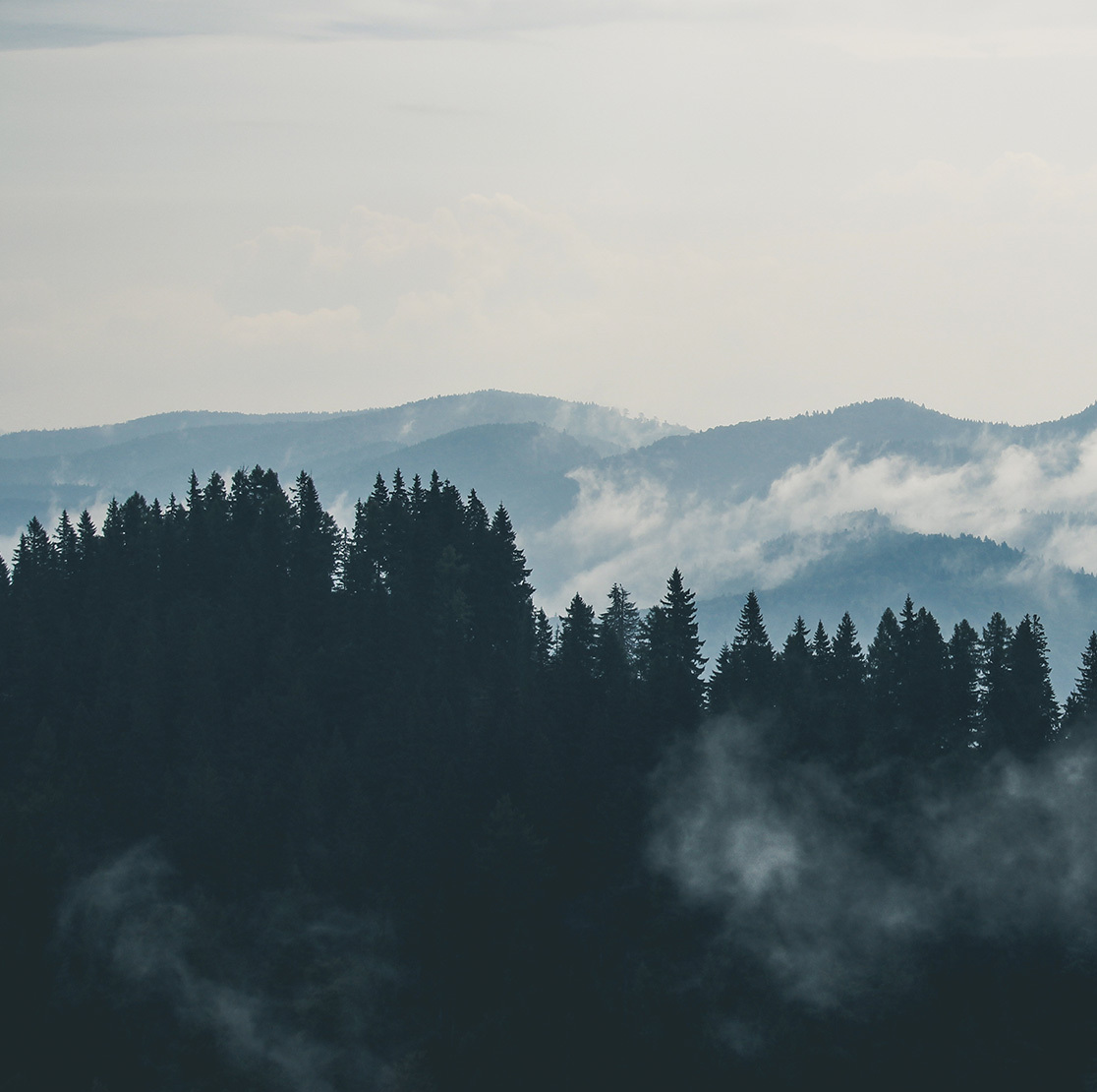 Fog in the woods
