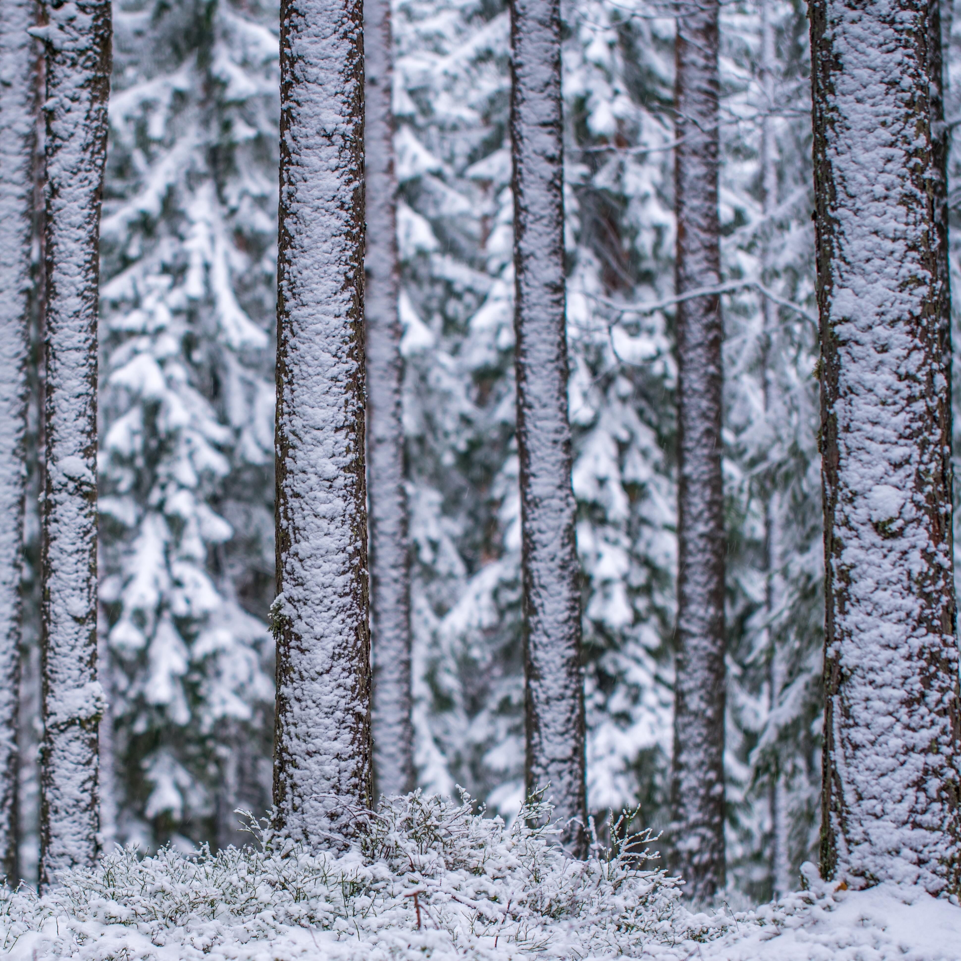 Snow on pinetrees